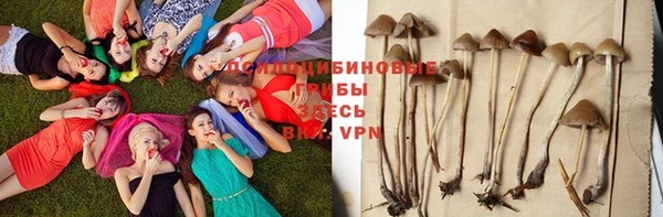 ПСИЛОЦИБИНОВЫЕ ГРИБЫ Сафоново